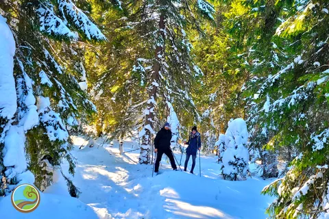 From Cluj: Winter Walking Trip on the Great Mountain
