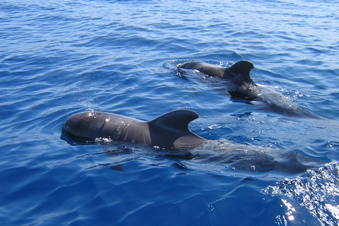 Tenerife: Crociera per avvistare le balene e i delfini