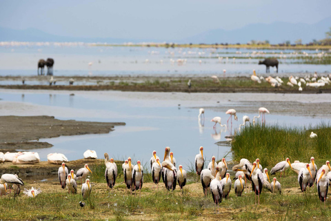 Arusha: Highlights & Foothills of Mount Kilimanjaro Tour Tarangire, Ngorongoro, Kilimanjaro National Park 4 Days Tour