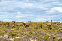 Port Lincoln, Lincoln National Park Sunset Sand Dunes Tour - Housity