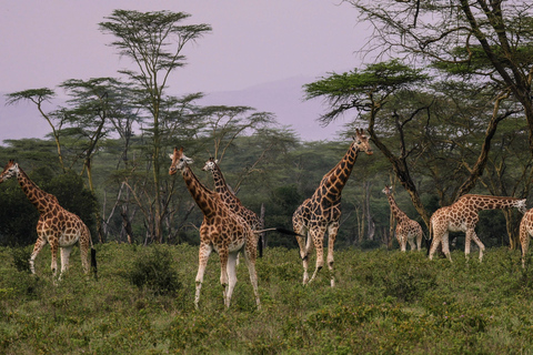 De Nairobi: excursion d'une journée au parc national Hell's GateOption standard