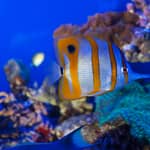 Genova: biglietti d'ingresso per l'Acquario e la casa di Cristoforo Colombo