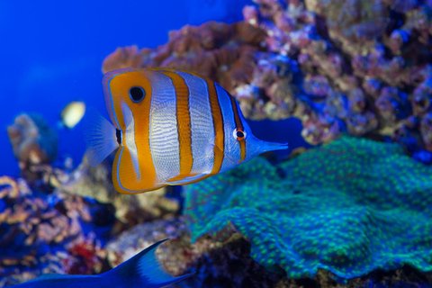 Genoa: Aquarium & Christopher Columbus' House Entry Tickets