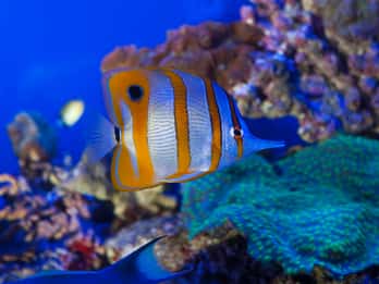 Genua: Aquarium & Christopher Columbus hus inträdesbiljetter