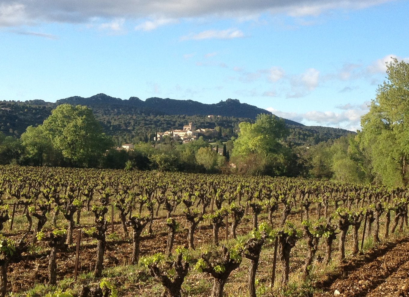 Fra Montpellier: Pic Saint-Loup vin- og madtur