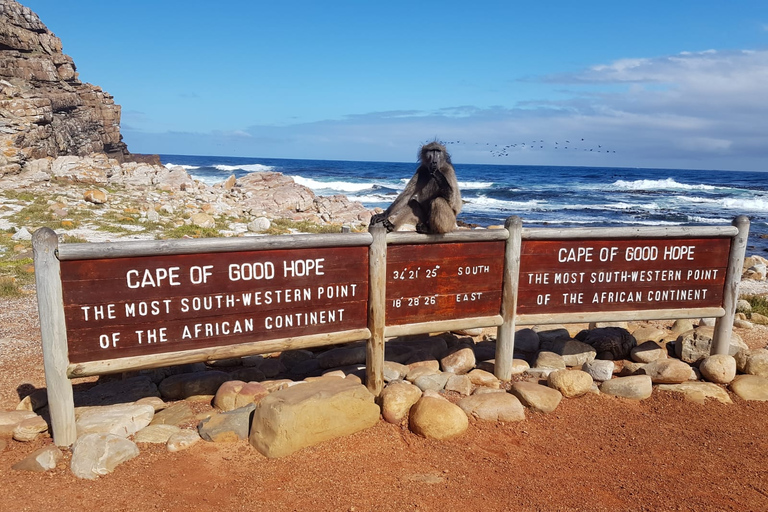 From Cape Town: Cape Point and Boulders Beach Full-Day Tour Tour Excluding Cape Point Park Fee