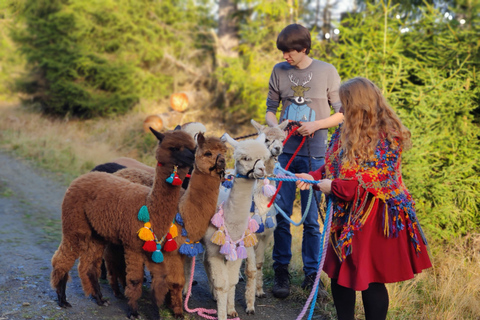 Braunschweig: Passeio em trilha de alpacaTrekking de alpaca Castelos e lagos