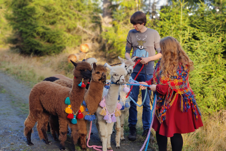 Braunschweig: Passeio em trilha de alpacaTrekking de alpaca Castelos e lagos