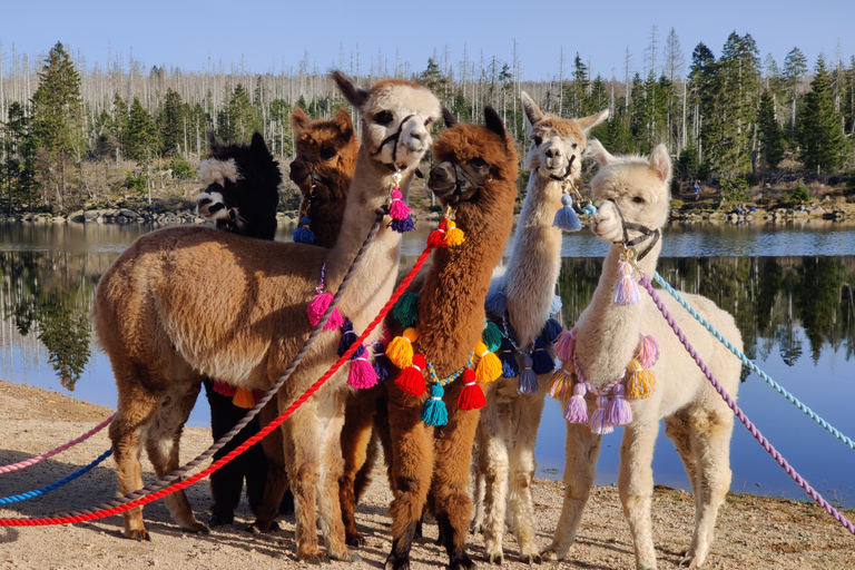 Braunschweig: Passeio em trilha de alpacaTrekking de alpaca Castelos e lagos