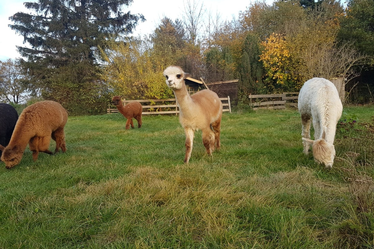 Braunschweig: Passeio em trilha de alpacaTrekking de alpaca Castelos e lagos