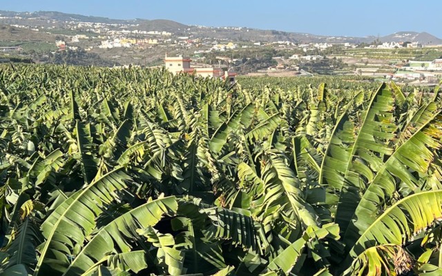 Visit Banana, Wines & Rum Taste - Premium Tour in Gran Canaria in Gran Canaria