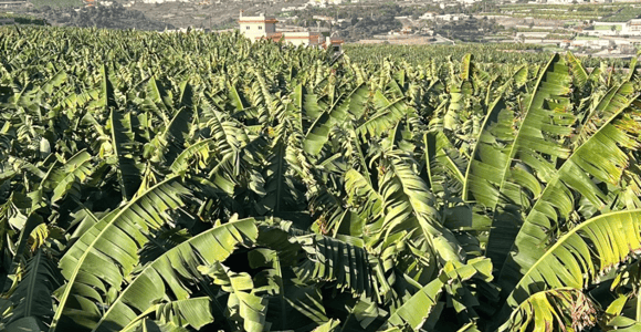 Gran Canaria Premium Tour: The banana, rum and coffee route
