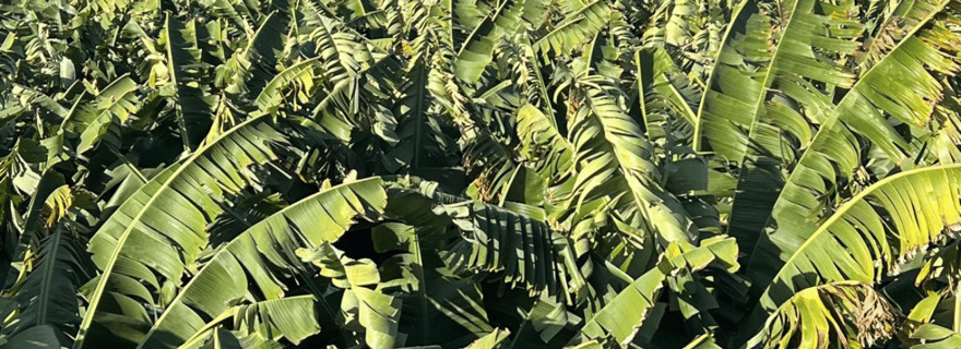 Grande Canarie : Tour du rhum, des vins et des bananes