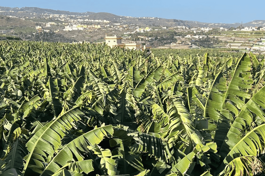 Gran Canaria: Rum, Weine und Bananen Tour. Foto: GetYourGuide