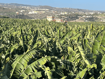 Gran Canaria: Tour del Ron, los Vinos y el Plátano