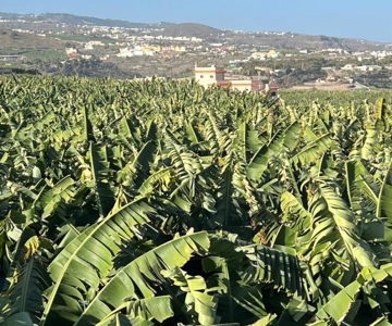 Gran Canaria: Rum, Wines and Banana Tour
