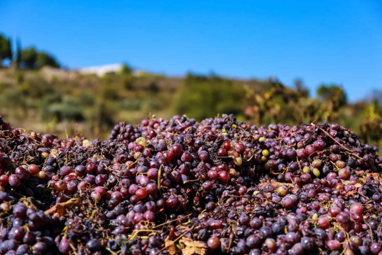 Paphos: visite des vignobles régionaux avec dégustations de vin