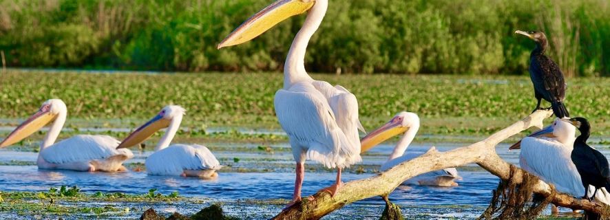 From Bucharest: 2-Day Private Trip to Danube Delta & Cruise