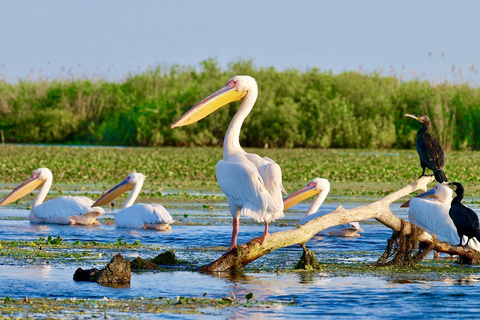 De Bucarest: voyage privé de 2 jours dans le delta du Danube et croisière