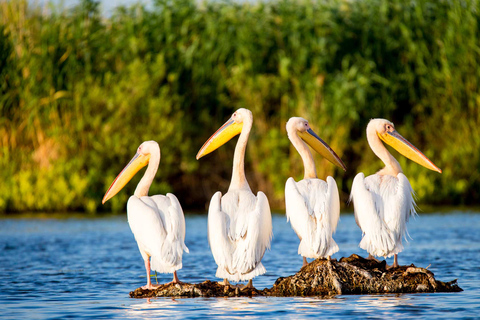 De Bucarest: voyage privé de 2 jours dans le delta du Danube et croisière