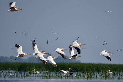 De Bucarest: voyage privé de 2 jours dans le delta du Danube et croisière