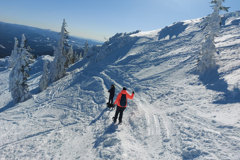 Mount Arber: guidad tur med snöskor i den bayerska skogen