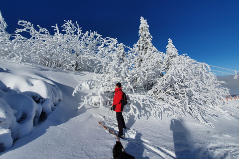 Mount Arber: guidad tur med snöskor i den bayerska skogen