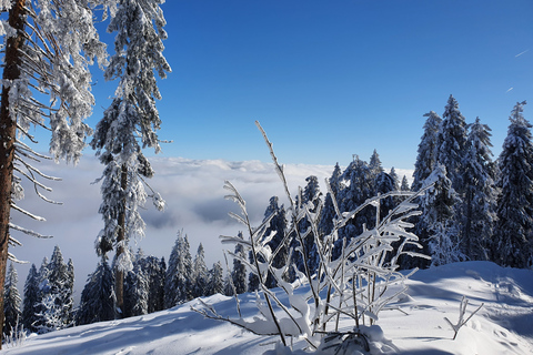 Mount Arber: guidad tur med snöskor i den bayerska skogen