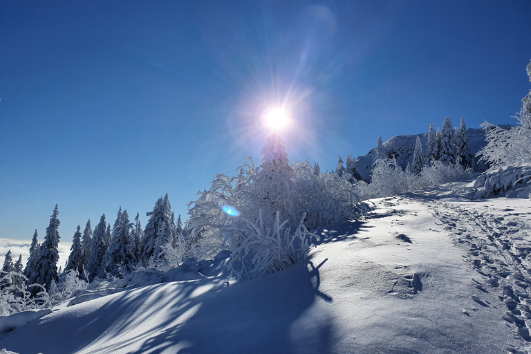 Mount Arber: guidad tur med snöskor i den bayerska skogen