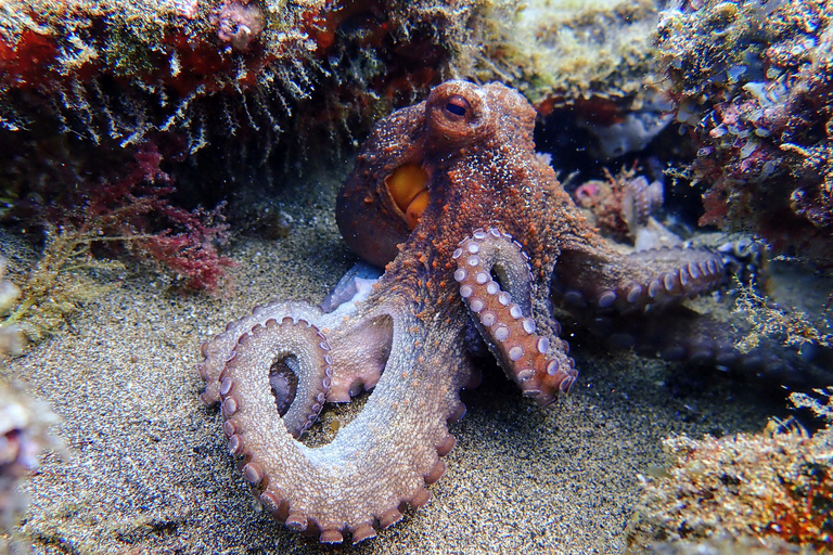 Desde Lanzarote: buceo de aventura introductorio a 6 metros