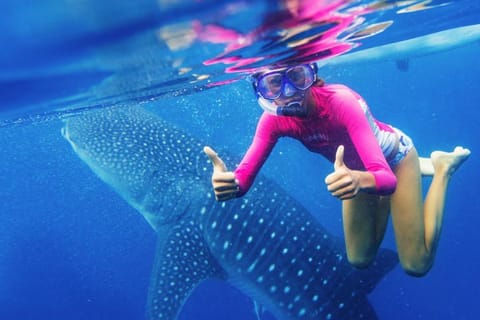 Cebu Shared Day Tour: Oslob Whale Sharks & Tumalog Falls - Image 2