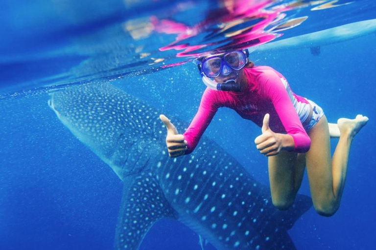 Cebu: Oslob Whale Shark Swimming Experience Cebu: Oslob Whale Shark Swimming Experience Shared Tour
