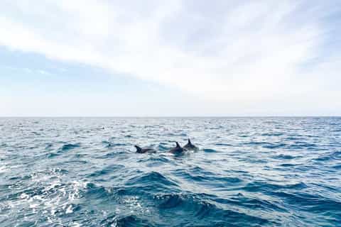 Sesimbra: Dolphin Watching in Arrábida Natural Park
