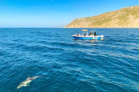 Sesimbra: Dolphin Watching in Arrábida Natural Park