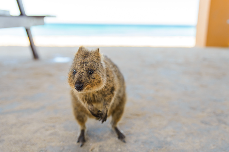 Perth: Rottnest Island Ferry, Bike, Coffee & Lobster Roll