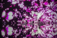 TeamLab Planets Tokyo, Digital Art Museum Toegangsticket - Housity