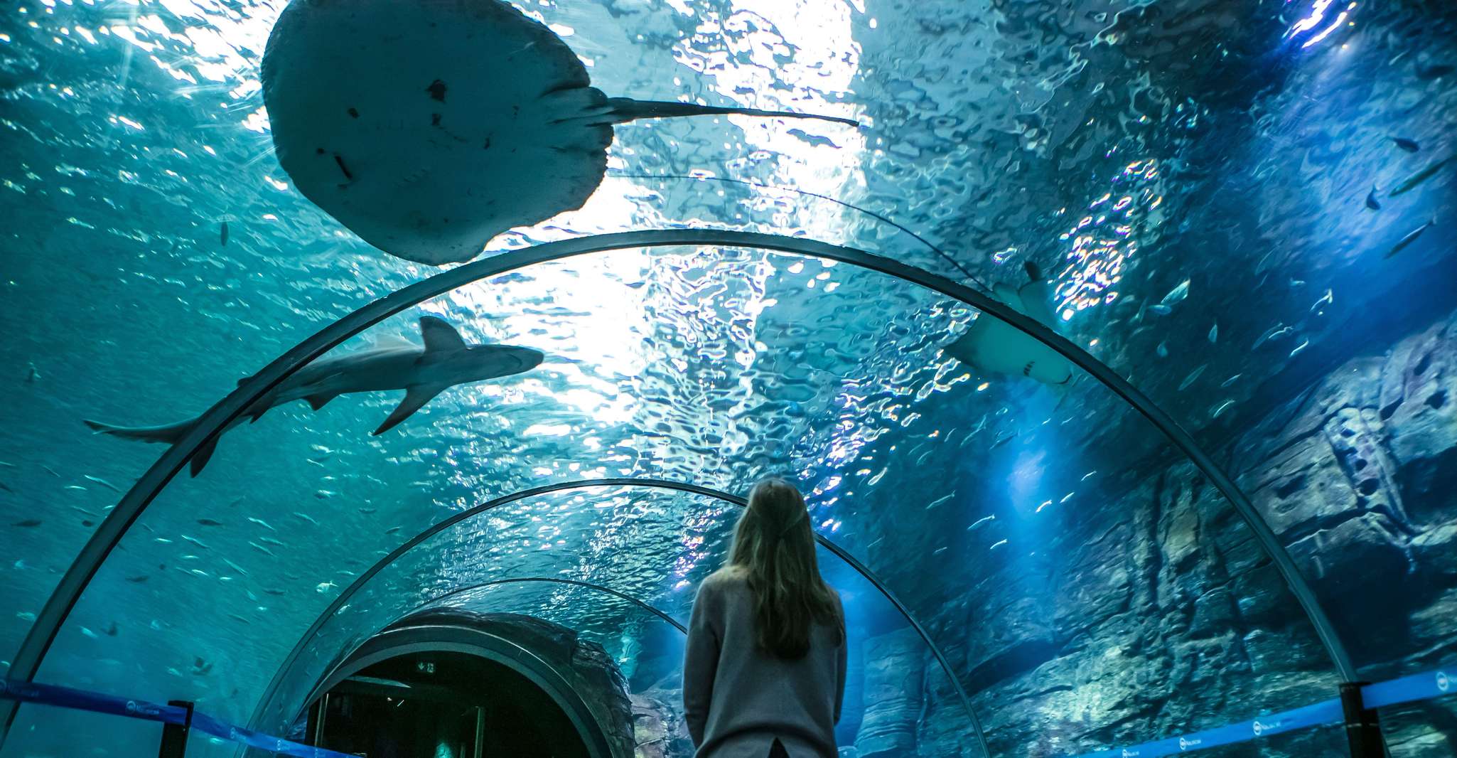 Nausicaá National Sea Center, Full-Day Entry Ticket - Housity