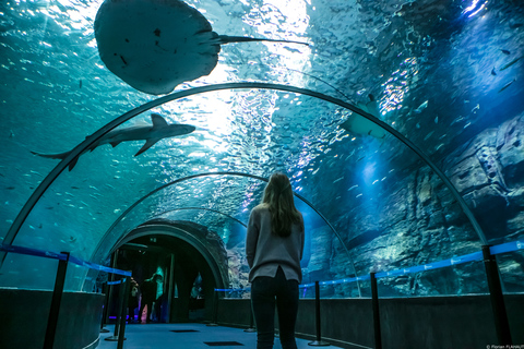 Nausicaá National Sea Center: Full-Day Entry Ticket