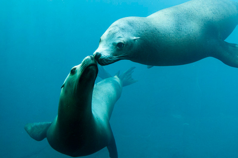 Nausicaá National Sea Center: Full-Day Entry Ticket