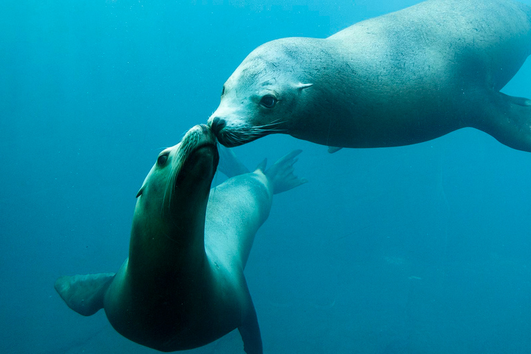 Nausicaá National Sea Center: Full-Day Entry Ticket