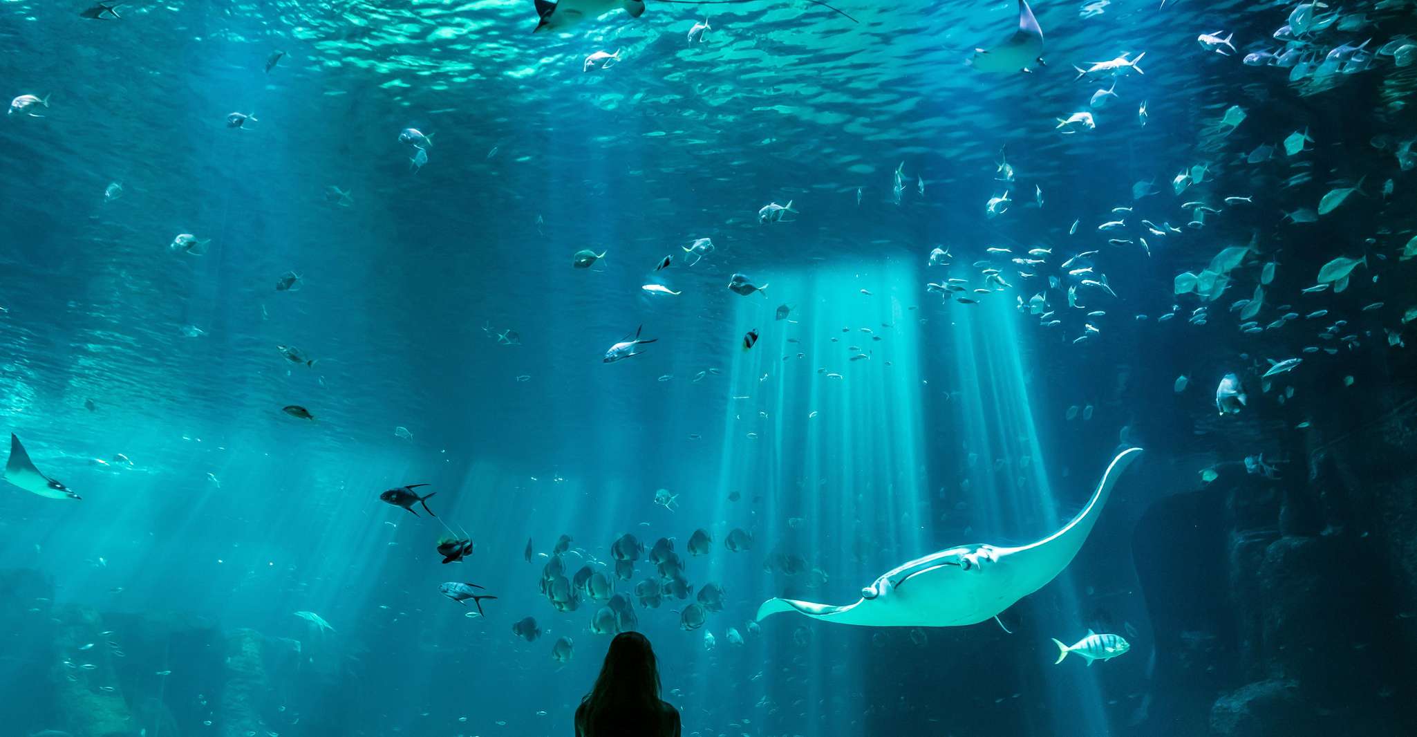 Nausicaá National Sea Center, Full-Day Entry Ticket - Housity
