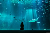 Nausicaá National Sea Center, billet d'entrée d'une journée - Housity