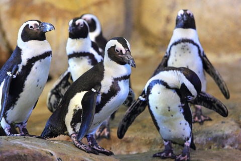 Nausicaá National Sea Center: Full-Day Entry Ticket