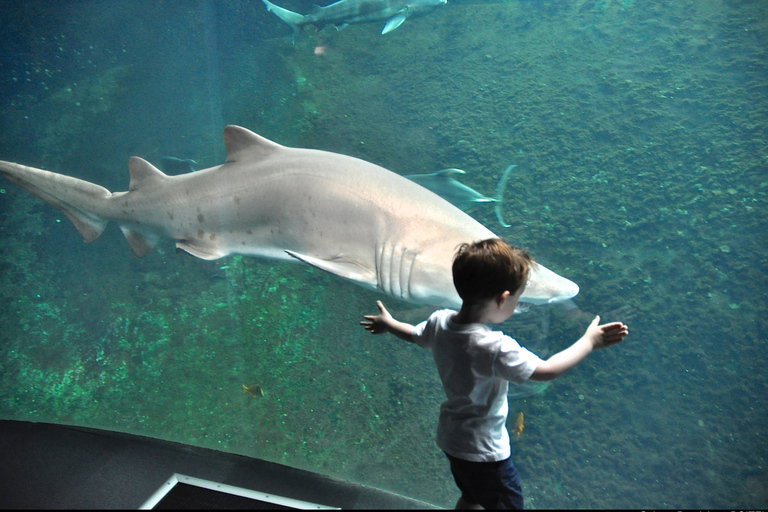 Nausicaá National Sea Center: Full-Day Entry Ticket