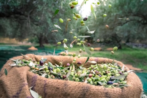 Crete: Wine, Craft Beer, Olive Oil Tasting & Forest Lunch Group tour