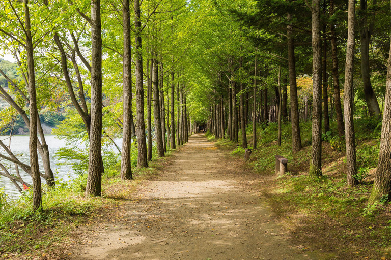 Nami Island & Seoul Highlights Private Tour for solo and couples