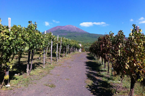 From Sorrento: Skip-the-Line Guided Vesuvius Hike and Lunch