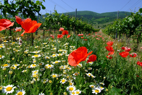 Viena: tour de vino de día completo por el bosque de VienaTour privado de verano