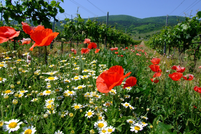 Viena: tour de vino de día completo por el bosque de VienaTour privado de verano