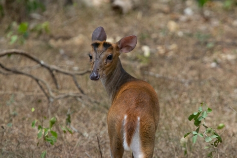 From Colombo: 2-Day Private Trip & Sinharaja Forest Reserve
